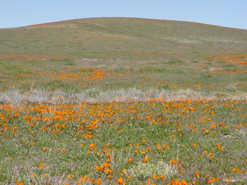 Antelope Valley Poppy Reserve - Los Angeles 3-03 353